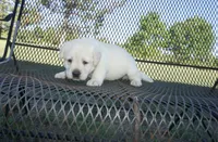 Dorothy, a female Labrador Retriever for sale in Grantsburg, WI – 4 of 9