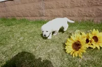 Kaleb, a male Labrador Retriever for sale in Grantsburg, WI – 3 of 10