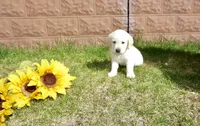 Kenji, a male Labrador Retriever for sale in Grantsburg, WI – 3 of 10