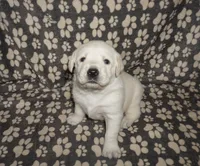 Ash, a male Labrador Retriever for sale in Grantsburg, WI – 2 of 10