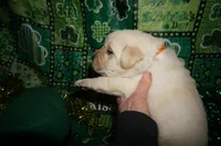 Archer , a male Labrador Retriever for sale in Grantsburg, WI – Photo 7 of 9