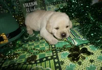 Archer , a male Labrador Retriever for sale in Grantsburg, WI – Photo 1 of 9