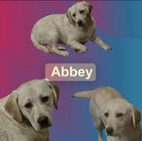 Archer , a male Labrador Retriever for sale in Grantsburg, WI – Photo 9 of 9