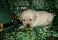 Archer , a male Labrador Retriever for sale in Grantsburg, WI – Photo 2 of 9