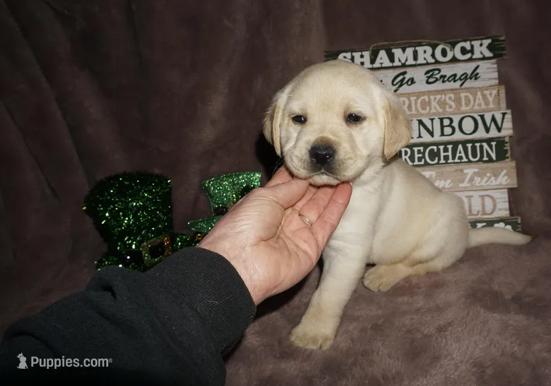 Archer  – Labrador Retriever puppy for sale in Grantsburg, WI