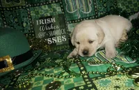 Archer , a male Labrador Retriever for sale in Grantsburg, WI – Photo 6 of 9