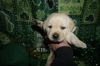 Archer , a male Labrador Retriever for sale in Grantsburg, WI – Photo 4 of 9