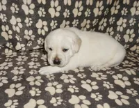 Ada, a female Labrador Retriever for sale in Grantsburg, WI – 5 of 10