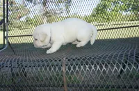 Dorothy, a female Labrador Retriever for sale in Grantsburg, WI – 3 of 9