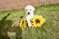 Kane, a male Labrador Retriever for sale in Grantsburg, WI – 8 of 10