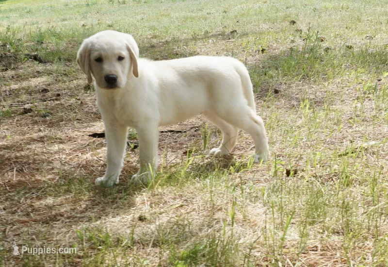 Kenji – Labrador Retriever puppy for sale in Grantsburg, WI