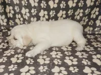 Ada, a female Labrador Retriever for sale in Grantsburg, WI – 3 of 10