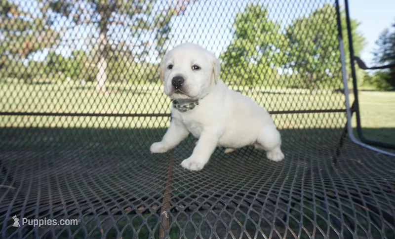 Sophia – Labrador Retriever puppy for sale in Grantsburg, WI