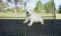 Sophia, a female Labrador Retriever for sale in Grantsburg, WI – 1 of 9