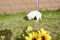 Keanu, a male Labrador Retriever for sale in Grantsburg, WI – 8 of 10