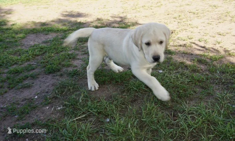 Kane on sale now – Labrador Retriever puppy for sale in Grantsburg, WI