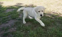 Kane on sale now, a male Labrador Retriever for sale in Grantsburg, WI – 1 of 10