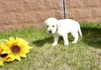 Kenji, a male Labrador Retriever for sale in Grantsburg, WI – 4 of 10