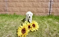 Kaleb, a male Labrador Retriever for sale in Grantsburg, WI – 5 of 10