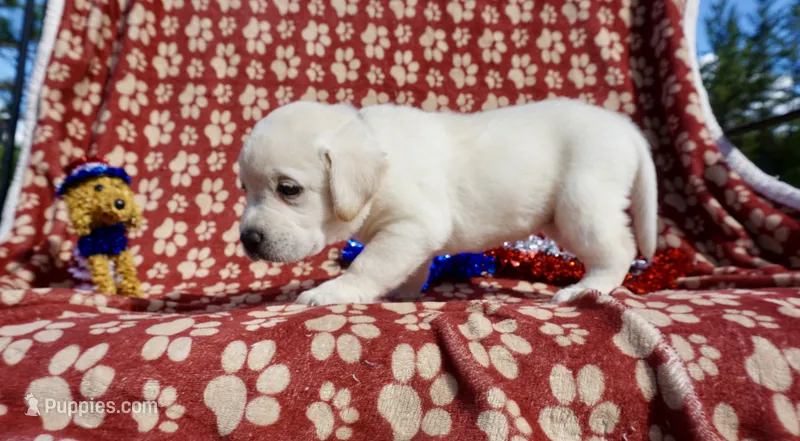 Rose – Labrador Retriever puppy for sale in Grantsburg, WI