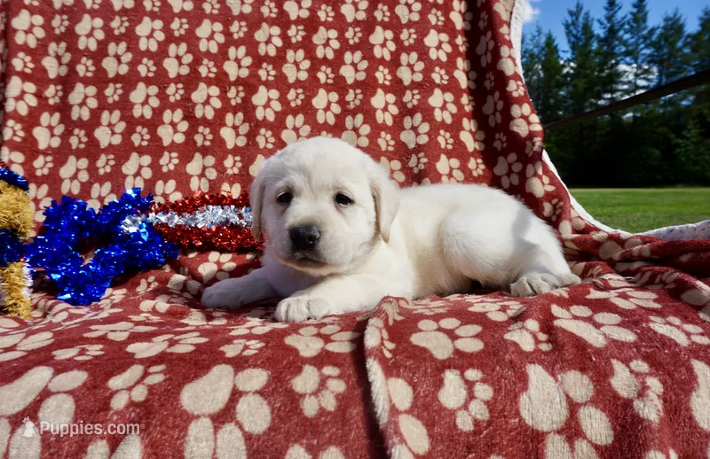 Dorothy – Labrador Retriever puppy for sale in Grantsburg, WI