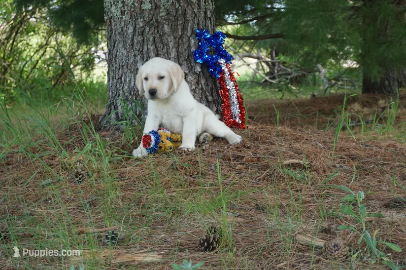 Kenji – Labrador Retriever puppy for sale in Grantsburg, WI