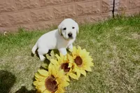 Kaiden, a male Labrador Retriever for sale in Grantsburg, WI – 7 of 10