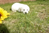 Keanu, a male Labrador Retriever for sale in Grantsburg, WI – 2 of 10