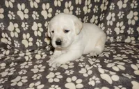Ash, a male Labrador Retriever for sale in Grantsburg, WI – 7 of 10