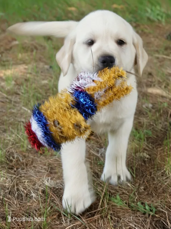 Kane – Labrador Retriever puppy for sale in Grantsburg, WI