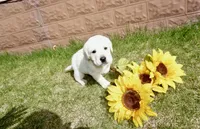 Kaiden, a male Labrador Retriever for sale in Grantsburg, WI – 6 of 10