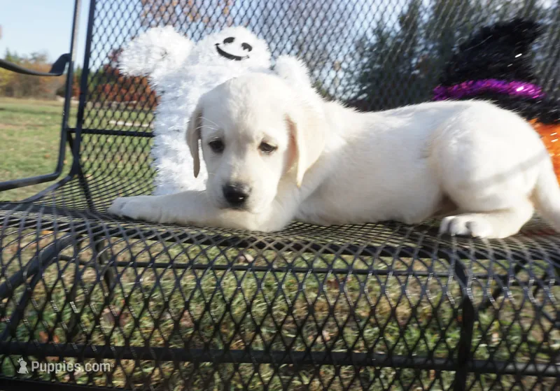 Ada – Labrador Retriever puppy for sale in Grantsburg, WI