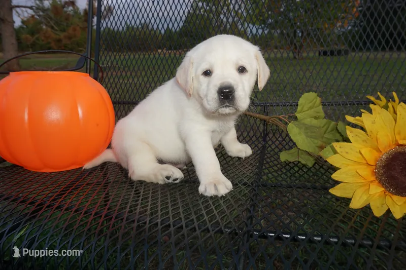Ash – Labrador Retriever puppy for sale in Grantsburg, WI