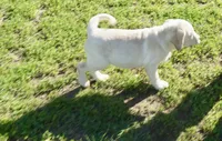 Kane on sale now, a male Labrador Retriever for sale in Grantsburg, WI – 6 of 10