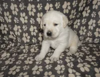 Ash, a male Labrador Retriever for sale in Grantsburg, WI – 8 of 10