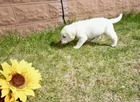 Kaiden, a male Labrador Retriever for sale in Grantsburg, WI – 3 of 10