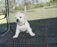 Rose, a female Labrador Retriever for sale in Grantsburg, WI – 2 of 10