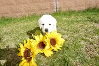 Keanu, a male Labrador Retriever for sale in Grantsburg, WI – 7 of 10