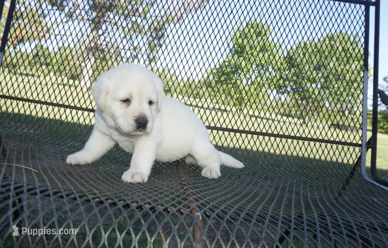 Dorothy – Labrador Retriever puppy for sale in Grantsburg, WI
