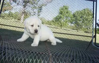 Dorothy, a female Labrador Retriever for sale in Grantsburg, WI – 1 of 9