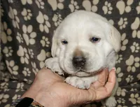 Ada, a female Labrador Retriever for sale in Grantsburg, WI – 8 of 10
