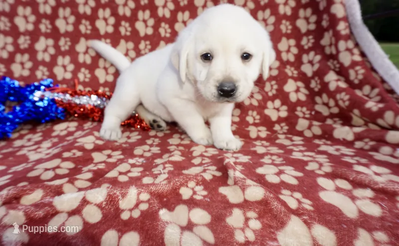 Blanche – Labrador Retriever puppy for sale in Grantsburg, WI