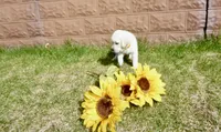 Kaleb, a male Labrador Retriever for sale in Grantsburg, WI – 2 of 10