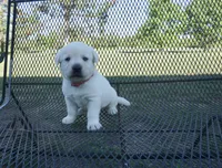 Blanche, a female Labrador Retriever for sale in Grantsburg, WI – 7 of 9