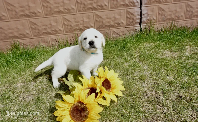 Kaiden – Labrador Retriever puppy for sale in Grantsburg, WI