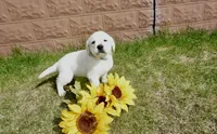 Kaiden, a male Labrador Retriever for sale in Grantsburg, WI – 1 of 10