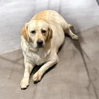 Ash, a male Labrador Retriever for sale in Grantsburg, WI – 9 of 10