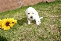 Kane, a male Labrador Retriever for sale in Grantsburg, WI – 3 of 10