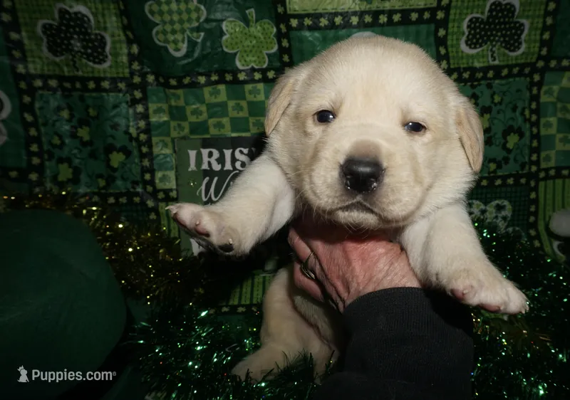 Aiden, a male Labrador Retriever for sale in Grantsburg, WI – Photo 1 of 10