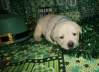 Aiden, a male Labrador Retriever for sale in Grantsburg, WI – Photo 5 of 10